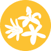Orangenblüte Neroli